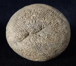 Cyclolites sp. (LAMARCK 1801) - Bild © FossNet FossilienStore